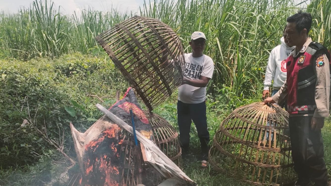 Diduga Kebal Hukum, Kalangan Sabung Ayam di Jatikalang Prambon Kembali Beroperasi